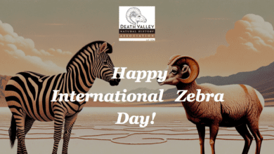 international zebra day
